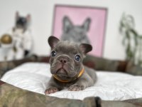 FULL EXOTİC ÜST DÜZEY FRENCH BULLDOG YAVRULARIM
