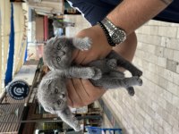 WC eğitimli kedilerimiz