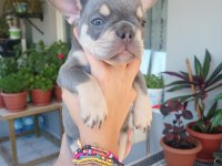 French Bulldog Bebek Köpekler