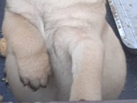 Pug mops bebekler