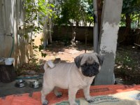 Pug mops (rıfkı) yavruları sizlerle