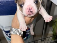 FRANSIZ BULLDOG