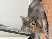 Dişi British Shorthair