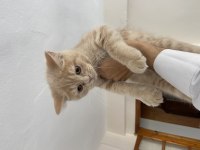 3 Aylık Safkan British Shorthair yavrular AYDIN-DİDİM
