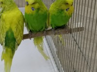 UYGUNCULARA GELSİN ŞOW MUHABBET KUŞLAR