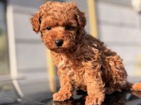 Birbirinden güzel Toy Poodle yavrular