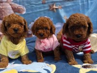 Toy Poodle Yavrular