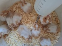 Hamster yavrum