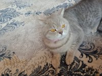 Dişi scottish straight kızım