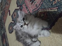 Sıfır ücretsiz british shorthair