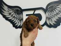 Red Toy Poodle Bebeklerimiz Mükemmel Ötesi.