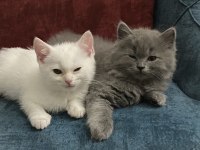 5 tatlı british shorthair yavru