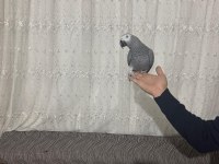 Konuşan jako ve bebek jako