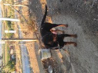 Dişi Rottweiler