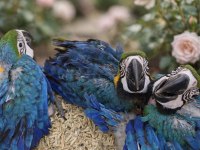 YASAL BELGELİ FATURALI ÇİPLİ MACAW