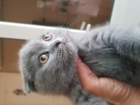 Veteriner kedilerinin safkan scottish fold yavruları