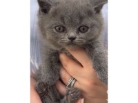 Yavru british shorthair kediler