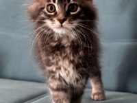 MAİNE COON DEV YAVRU KEDİLER