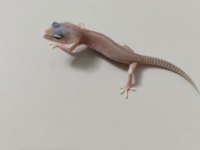 Leopard geckomuz