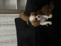 Anne altından cavalier King charles
