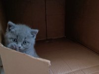 British shorthair 2 dişi ve 1 erkek yavru