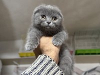 A kalite top kafa erkek scottish fold yavrumuz