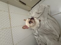 Dişi lilak tan platinum french bulldog