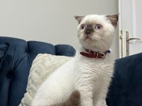 Scottish Fold Çikolata Point