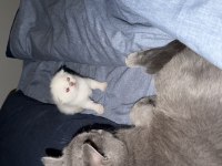 1 aylık kırık kulak scottish fold