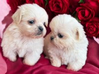 Maltese terrier çok sevimli yavrular