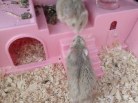 İki adet cüce hamster