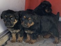 Orj Macar yurt dışı üretim rottweiler yavrularımız