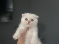SCOTTISH FOLD SILVER YAVRULARIM 