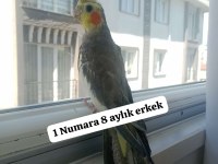 Sultan Papağanı Ev Üretimi Kuşlar