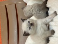 British shorthair blue point ve çikolata point bebekler