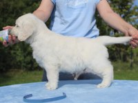 Golden Retriever Yavrular İstenirse Kapınıza Teslim