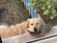 16 aylık golden retriewer Tarciko