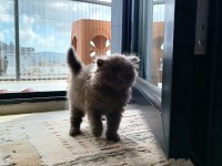 Scottish fold yavrumuz sahiplenilmek istiyor