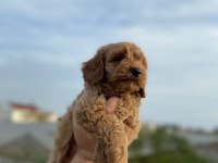 2 AYLIK ERKEK COCKAPOO