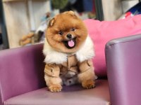 Pomeranian Türkiyenin en iyisi yetişkin hemde!