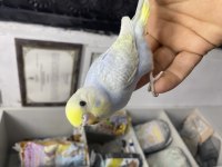 Rainbow renk kuşları