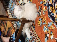 Safkan British Shorthair Blue Point