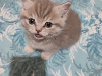 BRİTİSH SHORTHAİR MİNNAK YENİ YUVASINI BEKLİYOR