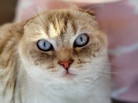 Scottish fold Erkek