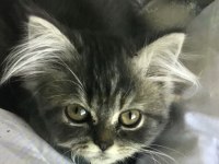Yavru Kedim persian 2 aylık