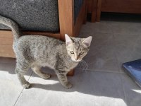 3 aylık dişi tekir yavru