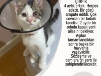 Kedimiz Çırpık Yuva Arıyor