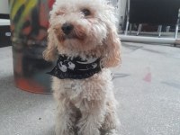 3 yaşında damat poodle