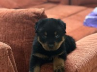 A kalite son erkek rottweiler yavru