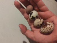 Bıldırcın yumurtası